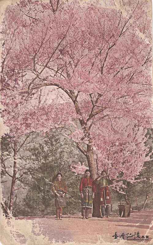 The Cherry Blossoms at Wushe