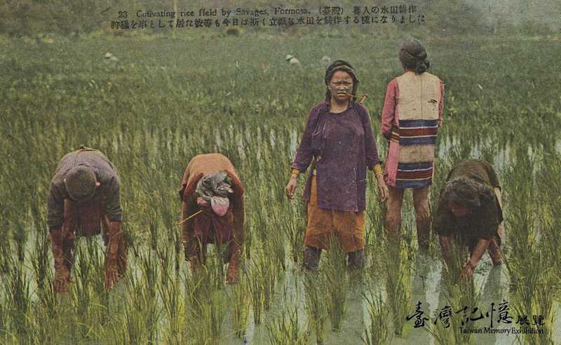 在水田耕作的泰雅族人